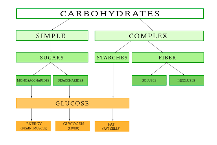 types-of-carbohydrates